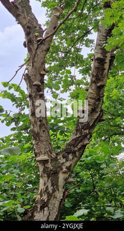Tinder Fungus, Hoof Fungus, Tinder Conk, Tinder Polypore, Tinder Bracket (Fomes fomentarius), su un tronco di betulla morta, Germania Foto Stock