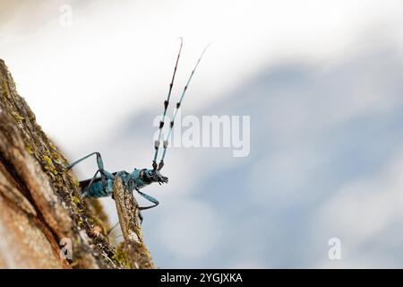 Rosalia longicorn (Rosalia alpina), si trova su legno di acero sicomoro, Acer pseudoplatanus, Germania, Baviera Foto Stock