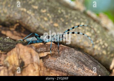 Rosalia longicorn (Rosalia alpina), si trova su legno di acero sicomoro, Acer pseudoplatanus, Germania, Baviera Foto Stock