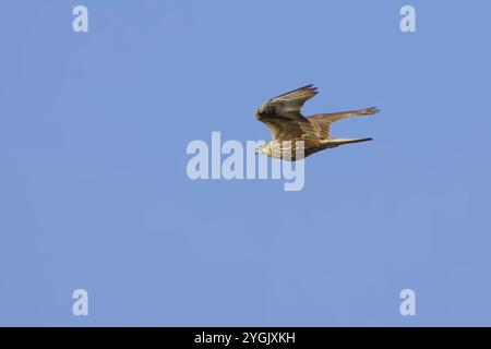 Falco Saker (Falco cherrug), in volo nel cielo blu, vista laterale, Italia, Lazio Foto Stock