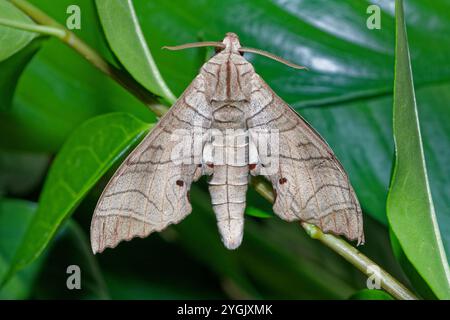 falco (Marumba juvencus), bruco a foglia, Indonesia, Borneo Foto Stock