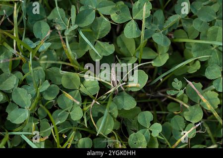 Grasshopper in trifoglio Foto Stock