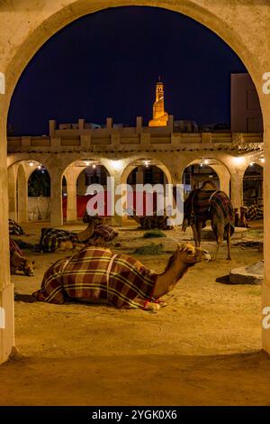 Cammelli, penna di cammello, nella città vecchia accanto al Souq Waqif, cammelli in serata, Doha, Qatar, Qatar, Golfo Persico, medio Oriente, Asia Foto Stock