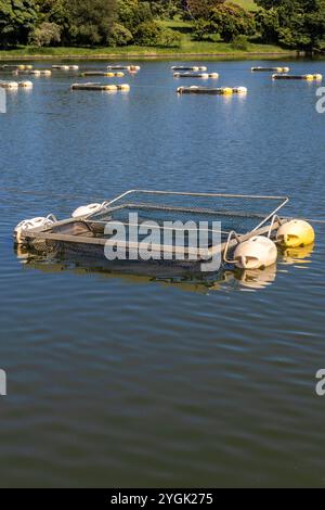 Rete cisterne utilizzata per allevare tilapia in un allevamento ittico in Brasile Foto Stock