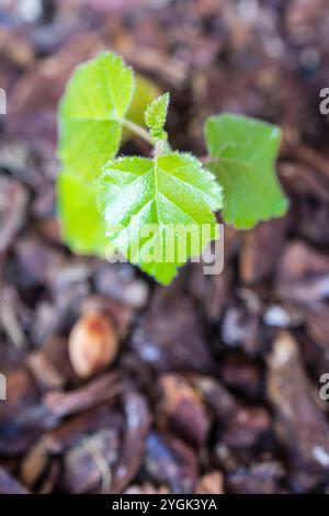 Faggio (Fagus), faggio europeo Sylvaticia Foto Stock