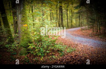 Autunno lungo i vecchi corsi del Glatt, sentiero forestale Foto Stock