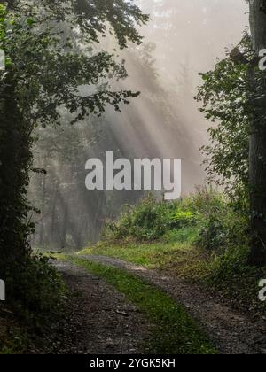 Nebbia autunnale nel Parco naturale delle foreste occidentali di Augusta, vicino a Fischach Foto Stock