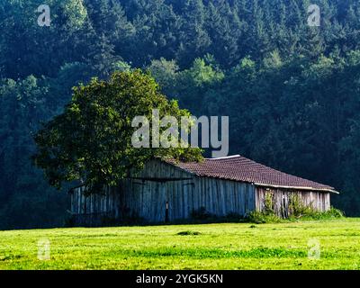 Nebbia autunnale nel Parco naturale delle foreste occidentali di Augusta, vicino a Fischach Foto Stock