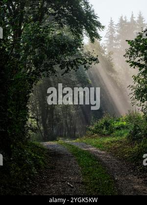 Nebbia autunnale nel Parco naturale delle foreste occidentali di Augusta, vicino a Fischach Foto Stock