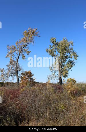Due alberi di cottonwood, uno pendente, in autunno all'Illinois Beach State Park di Zion Foto Stock