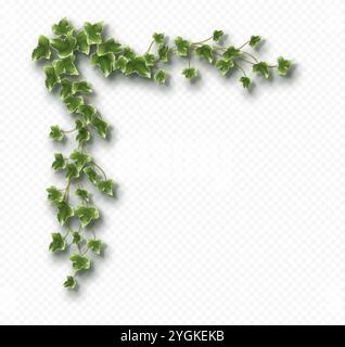 Angolo di vite edera con foglie verdi lussureggianti. Ramo di Hedera isolato su sfondo grigio. Illustrazione Vettoriale