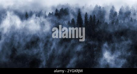 Nebbia spettacolare nella Foresta Nera Foto Stock
