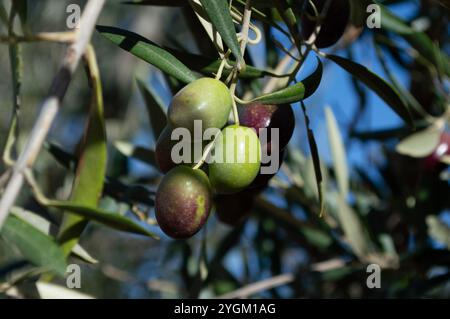 Olive Picual fonte di olio extra vergine d'oliva che matura nell'olivo. Foto Stock