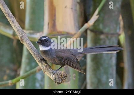 Coda di Fantail dalla gola bianca (Rhipidura albicollis) arroccata in un albero, Uttarakhand, India. Foto Stock