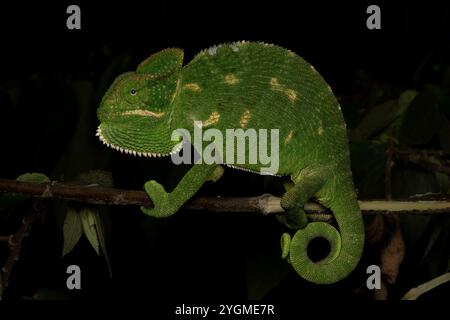 Il camaleonte indiano è una specie di camaleonte che si trova in Asia meridionale. Questa specie si muove lentamente con un movimento ondeggiante o ondeggiante e di solito arborea. Foto Stock