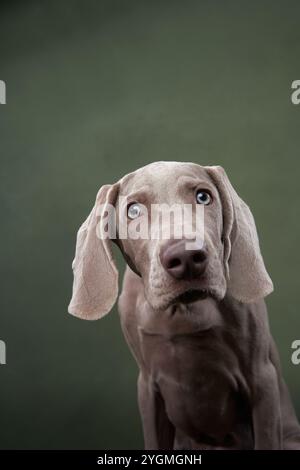 Questo cane di Weimaraner, con lo sguardo pieno di anima, è catturato su uno sfondo verde tenue, i suoi occhi profondi e il suo elegante cappotto grigio trasmettono un'aria di introspezione e. Foto Stock