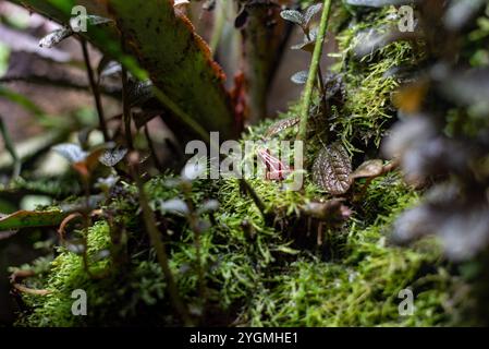 La rana a freccia veleno Phantasmal (Epipedobates tricolor) mette in mostra i suoi colori vivaci e gli intricati motivi allo zoo di Wrocław, che affascinano i visitatori Foto Stock