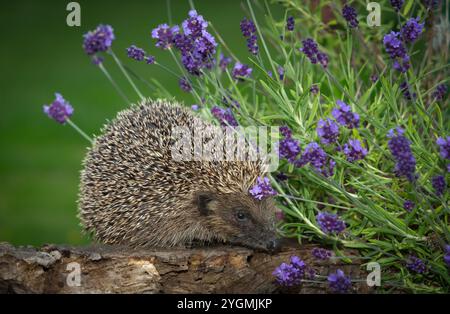 Hedgehog, nome scientifico: Erinaceus Europaeus. Ricci selvaggi, nativi, europei che si nutrono di moscerini tra la lavanda in un giardino accogliente con ricci. Foto Stock