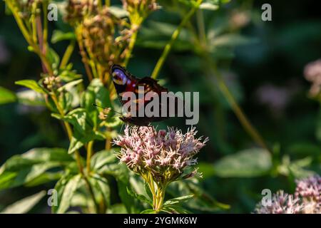 Farfalla aglais io con grandi macchie sulle ali si trova su un prato di fiori di mais. Foto Stock