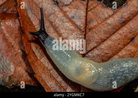 arion intermedius slug animal macro photography. Foto Stock