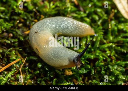 arion intermedius slug animal macro photography. Foto Stock