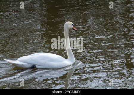 Un cigno bianco muta nuota su un corpo d'acqua calmo. L'acqua è blu. Il cigno ha leggermente alzato le ali. Foto Stock