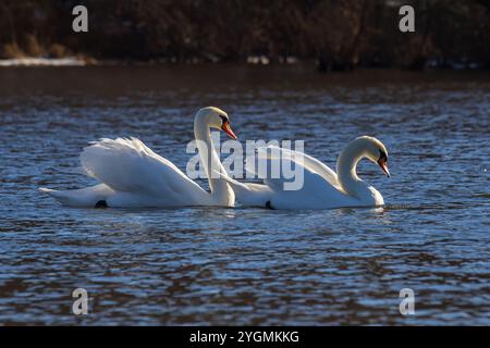 Un cigno bianco muta nuota su un corpo d'acqua calmo. L'acqua è blu. Il cigno ha leggermente alzato le ali. Foto Stock