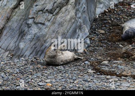 Cucciolo di sigilli grigi con soffice ondulazione bianca Foto Stock