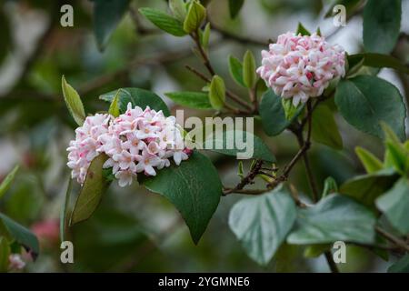 Viburnum x burkwoodii Mohawk, mohawk in legno di freccia, fiori bianchi a forma tubolare, rossi all'esterno in primavera Foto Stock