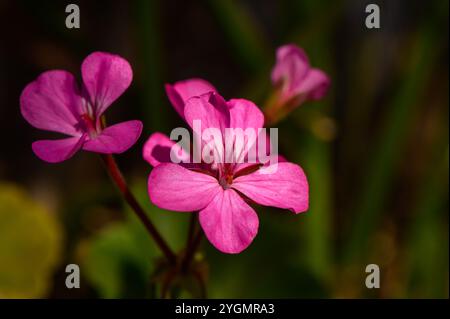 Un gruppo di fiori rosa brillanti spicca, crogiolandosi alla calda luce del sole circondato da lussureggianti foglie verdi. Foto Stock