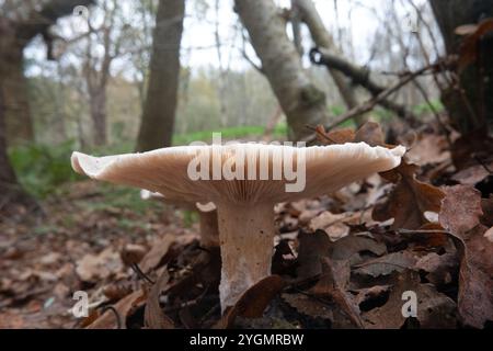 Primo piano di un fungo agarico nuvoloso, che cresce in una foresta in uno spesso strato di foglie cadute Foto Stock