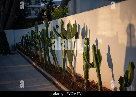 Cactus giganti che torreggiano a Hersonissos, Creta, Grecia, aggiungendo un'atmosfera desertica unica al paesaggio mediterraneo sotto il cielo azzurro. Foto Stock