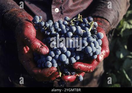 Un lavoratore migrante detiene un mucchio di uva appena raccolta nella Central Valley, California. Foto Stock