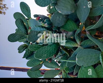 Cactus giganti che torreggiano a Hersonissos, Creta, Grecia, aggiungendo un'atmosfera desertica unica al paesaggio mediterraneo sotto il cielo azzurro. Foto Stock