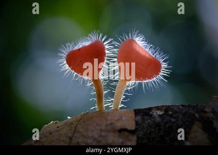 Cookeina Tricholoma, conosciuta anche con il suo nome comune, coppetta tropicale brillante Foto Stock