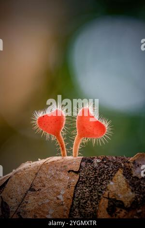 Cookeina Tricholoma, conosciuta anche con il suo nome comune, coppetta tropicale brillante Foto Stock