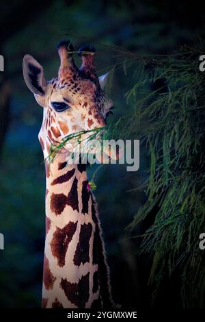primo piano di Giraffe che sembra carino in piedi Foto Stock