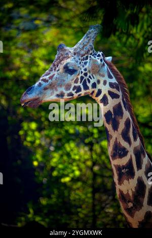 primo piano di Giraffe che sembra carino in piedi Foto Stock