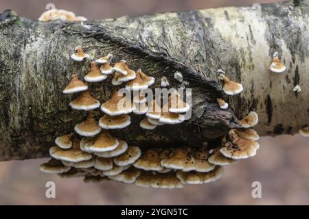 Shaggy stratificato fungo (Stereum hirsutum), Emsland, bassa Sassonia, Germania, Europa Foto Stock