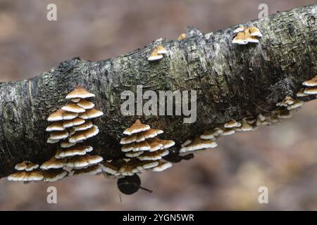 Shaggy stratificato fungo (Stereum hirsutum), Emsland, bassa Sassonia, Germania, Europa Foto Stock