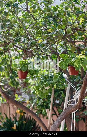 Limone carico di frutti verdi e gialli in un giardino soleggiato, perfetto per rappresentare l'abbondanza e la bellezza naturale di un frutteto casalingo. Foto Stock