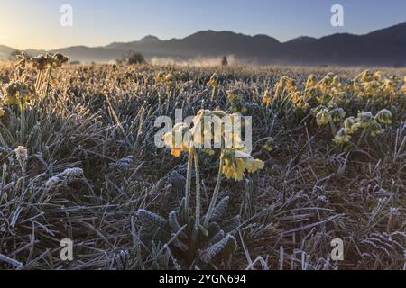 Tovagliolo prato (Primula veris), umore mattutino, gelo, alba, montagne, Loisach-Lake Kochel Moor, Baviera, Germania, Europa Foto Stock