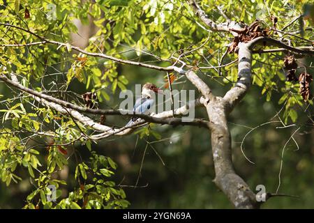 Brown kingfisher o kingfisher dalla gola bianca (Halcyon smyrnensis) su un albero, Habarana, Anuradhapura, provincia centro-settentrionale, Sri Lanka, Asia Foto Stock