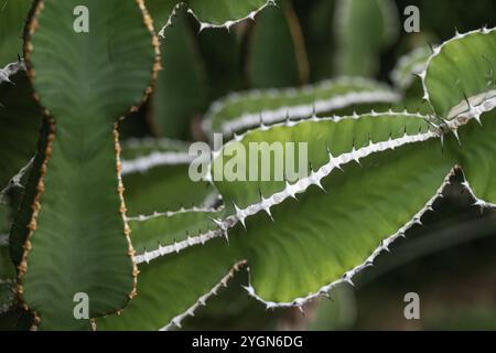 Euphorbia, Princess of Wales Conservatory, Royal Botanic Gardens (Kew Gardens), patrimonio dell'umanità dell'UNESCO, Kew, Greater London, Inghilterra, Regno Unito Foto Stock