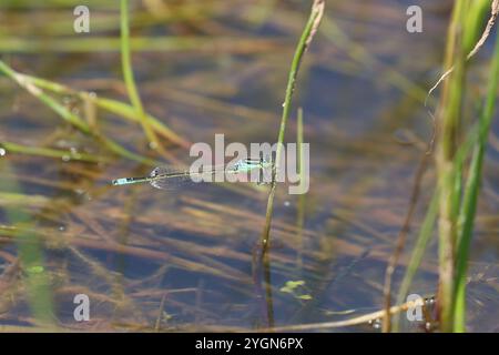 Scarso Damselfly dalla coda blu o piccolo Bluetip o piccolo Bluetail maschio - Ischnura pumilio Foto Stock