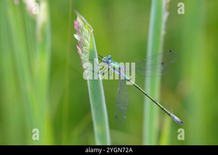 Scarso Emerald Damselfly o Robust Spreadwing o Turlough Spreadwing maschio - Lestes dryas Foto Stock