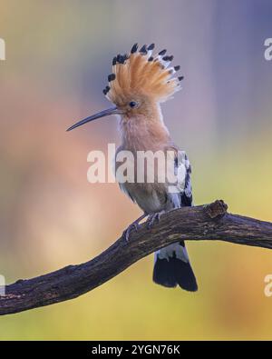 Hoopoe (Upupa epops) Bird of the Year 2022, cofano rialzato, Golden hour, backlight, Sunlight, in volo, sole nascente, maschio, accoppiamento, ritratto, alba, graz Foto Stock