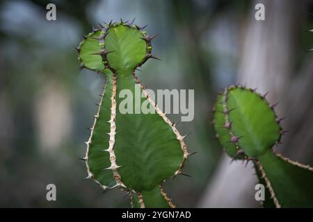 Euphorbia, Princess of Wales Conservatory, Royal Botanic Gardens (Kew Gardens), patrimonio dell'umanità dell'UNESCO, Kew, Greater London, Inghilterra, Regno Unito Foto Stock