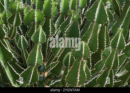 Euphorbia, Princess of Wales Conservatory, Royal Botanic Gardens (Kew Gardens), patrimonio dell'umanità dell'UNESCO, Kew, Greater London, Inghilterra, Regno Unito Foto Stock