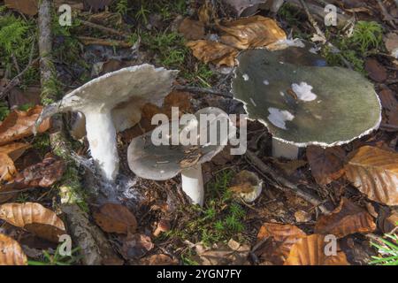Tre grandi corpi fruttiferi di russula cyanoxantha che crescono tra le foglie autunnali nella foresta, Baden-Wuerttemberg, Germania, Europa Foto Stock